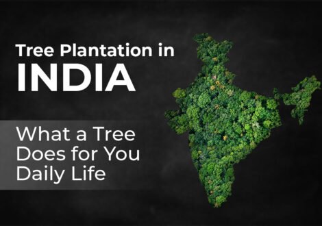 Tree-Plantation-in-India-What-a-Tree-Does-for-You-Daily-Life