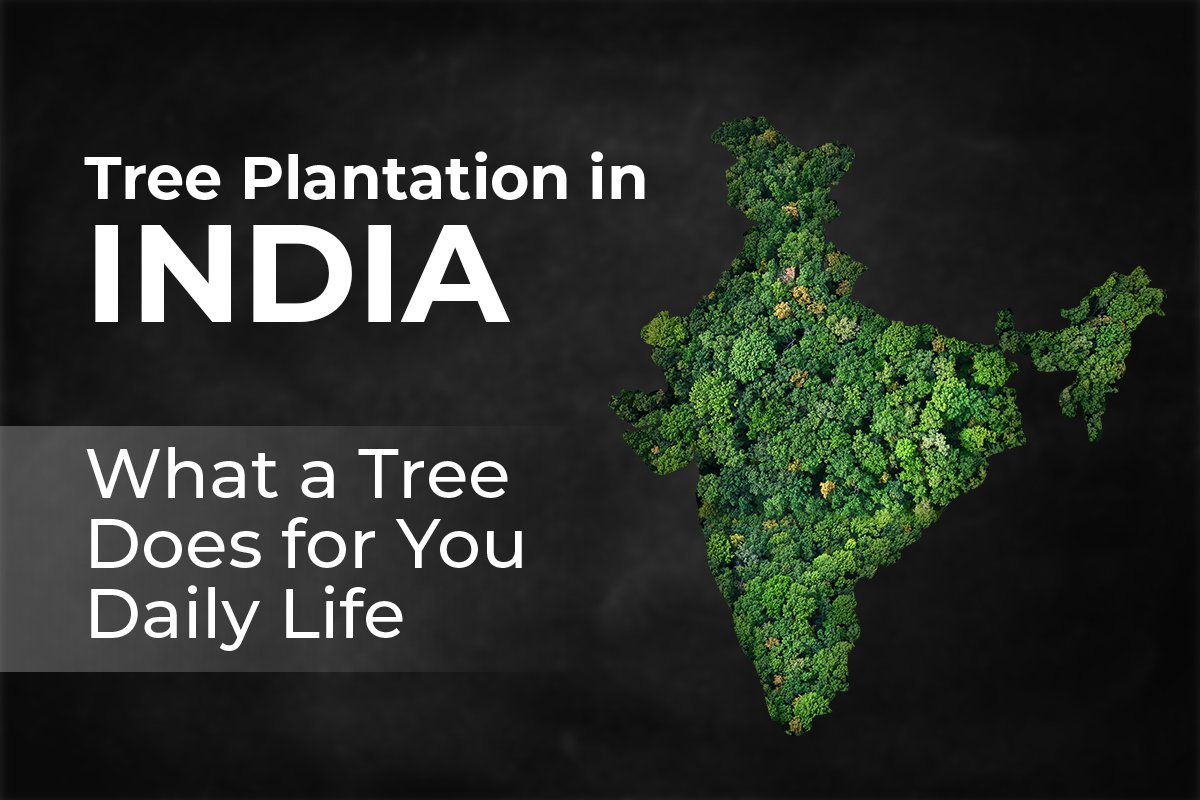 Tree-Plantation-in-India-What-a-Tree-Does-for-You-Daily-Life
