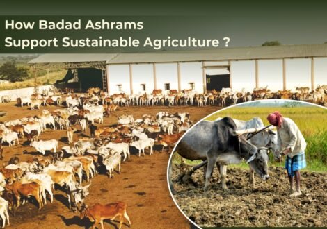 How Badad Ashrams Support Sustainable Agriculture