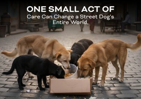 one small act of care can change street dog's entire world