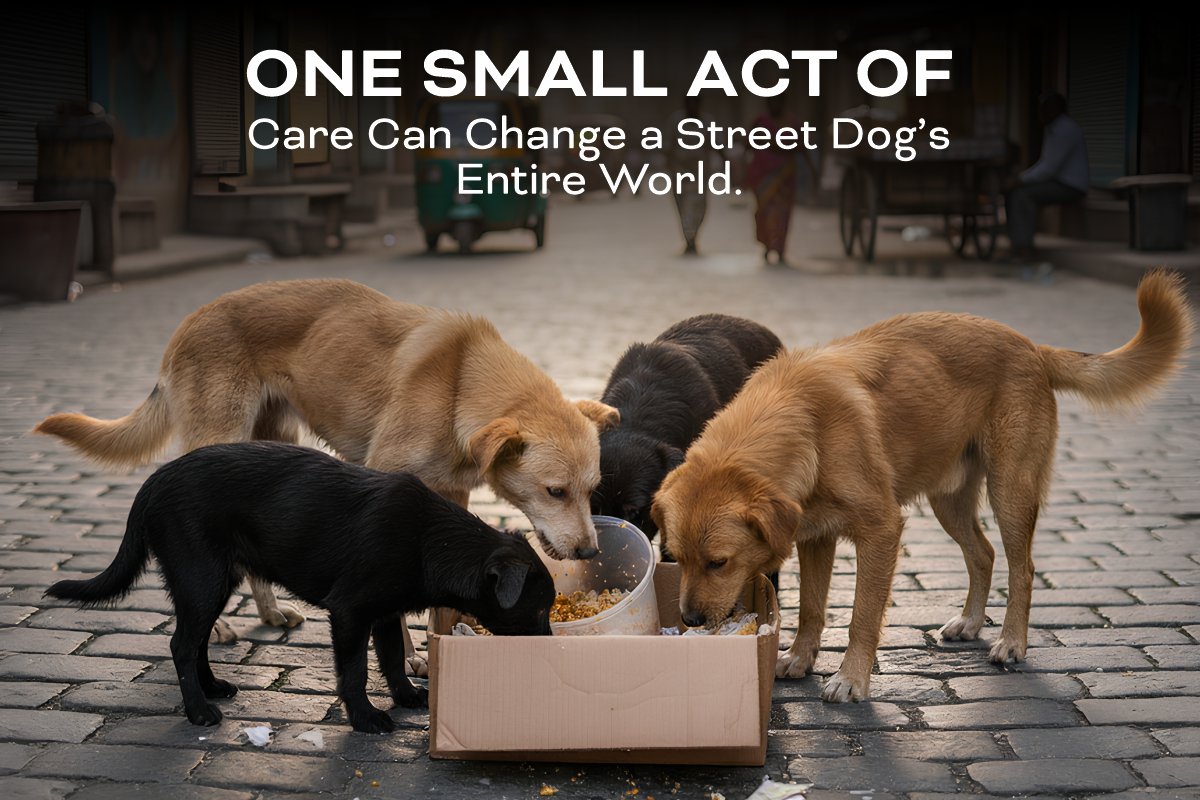 one small act of care can change street dog's entire world