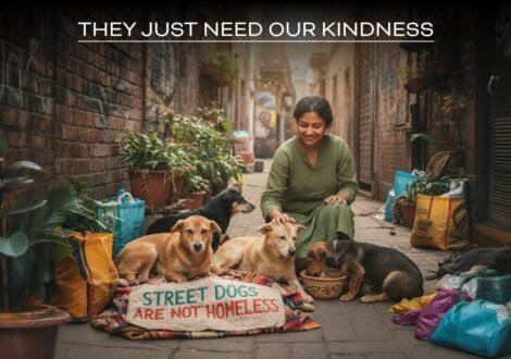 Street Dogs Are Not Homeless They Just Need Our Kindness