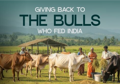 Giving Back to the Bulls Who Fed India