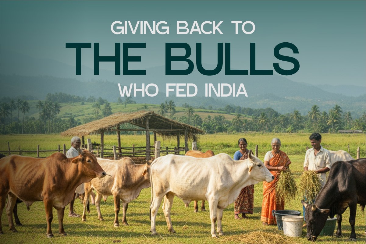 Giving Back to the Bulls Who Fed India