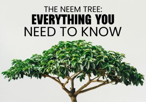 The Neem Tree: Everything You Need to Know