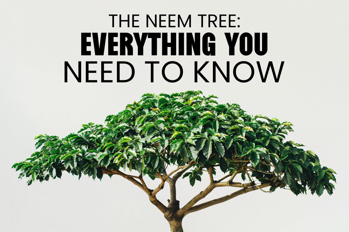 The Neem Tree: Everything You Need to Know
