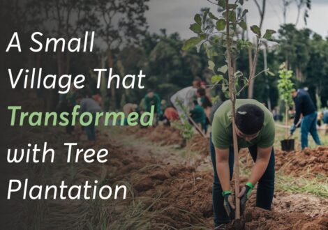 A Small Village That Transformed with Tree Plantation