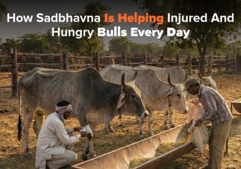 How Sadbhavna Is Helping Injured and Hungry Bulls Every Day