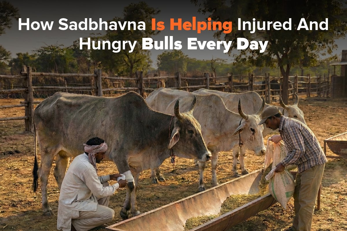 How Sadbhavna Is Helping Injured and Hungry Bulls Every Day
