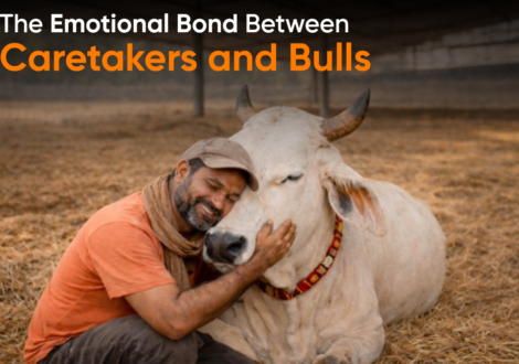 The Emotional Bond Between Caretakers and Bulls