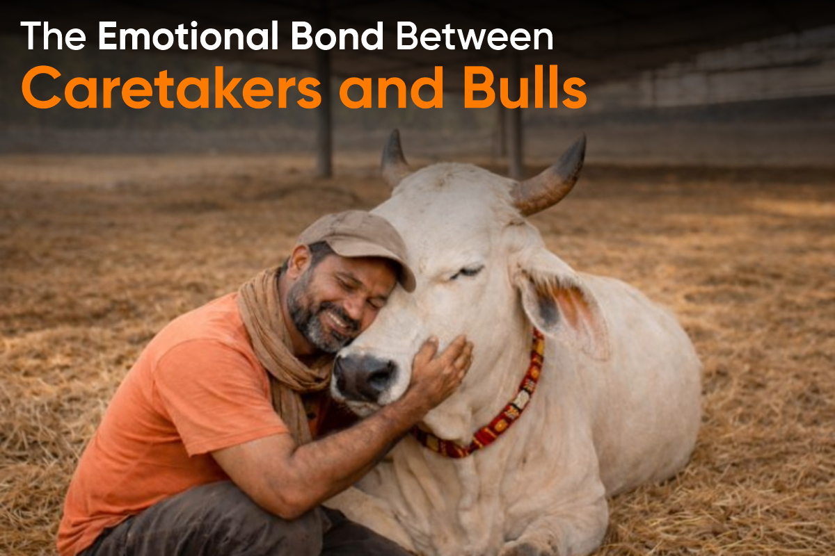 The Emotional Bond Between Caretakers and Bulls
