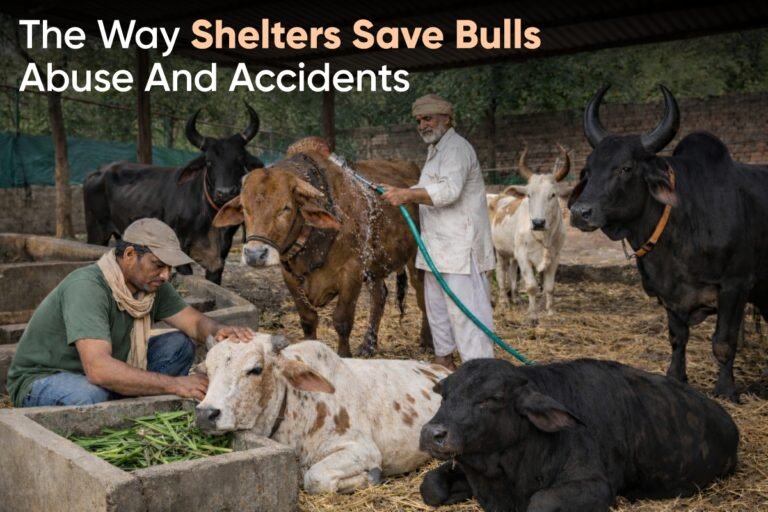 The way Shelters save Bulls Abuse and Accidents
