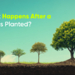 What Happens After a Tree Is Planted