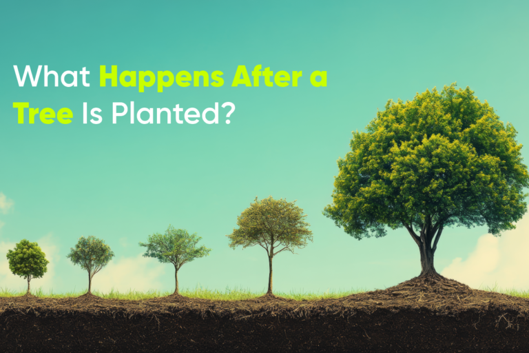 What Happens After a Tree Is Planted