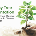 Why Tree Plantation Is the Most Effective
