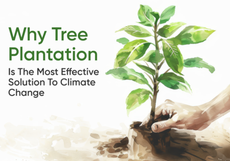 Why Tree Plantation Is the Most Effective