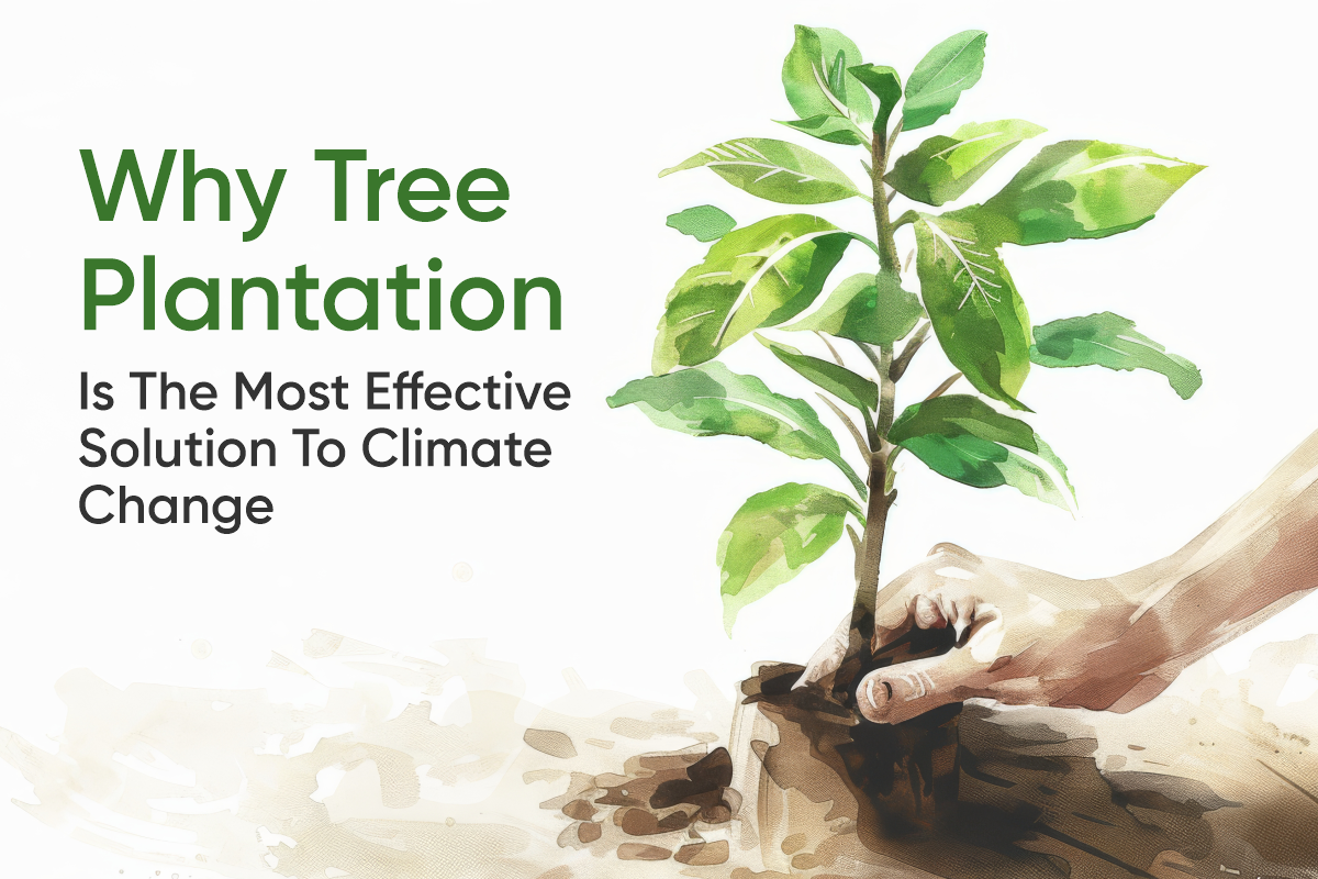 Why Tree Plantation Is the Most Effective